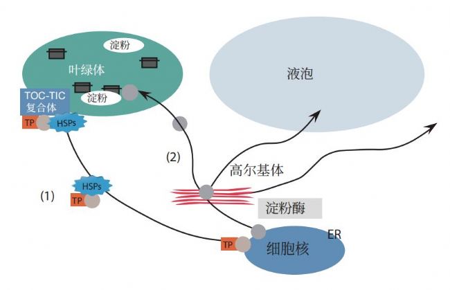 利用密度梯度超速離心法從水稻幼苗中分離和富集高爾基體